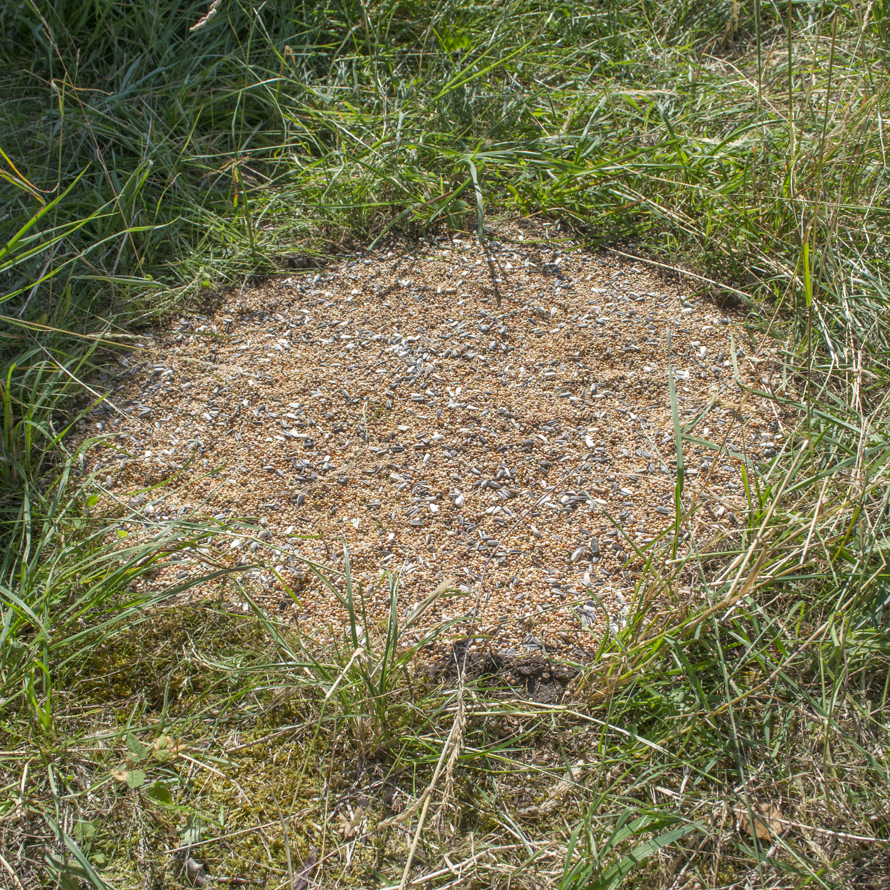 2019 07 YouDoYou With Paul Otis Wiesner, Dorneck, Dornach — Amadeus Vogelsang — Jeronim Horvat